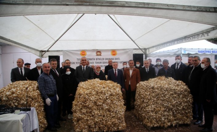 Kastamonu'da çiftçilere Taşköprü sarımsağı tohumu dağıtıldı