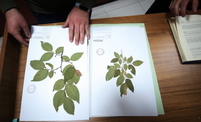 Risk altındaki bitki türleri botanik bahçede geleceğe taşınacak