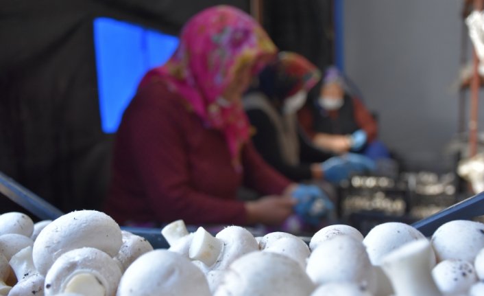 Trabzonlu mimar devlet desteğiyle kurduğu tesiste mantar üretiyor