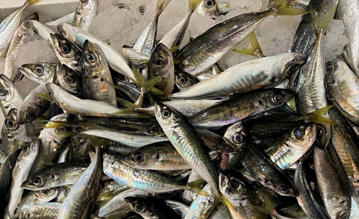 Türkiye'nin farklı illerinden balıkçılar Samsun'daki mezatta buluşuyor