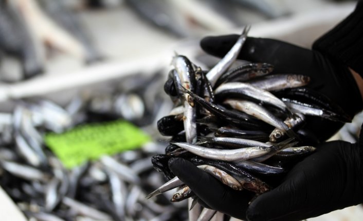 Batı Karadeniz'de olumsuz hava şartları balık fiyatlarını yükseltti