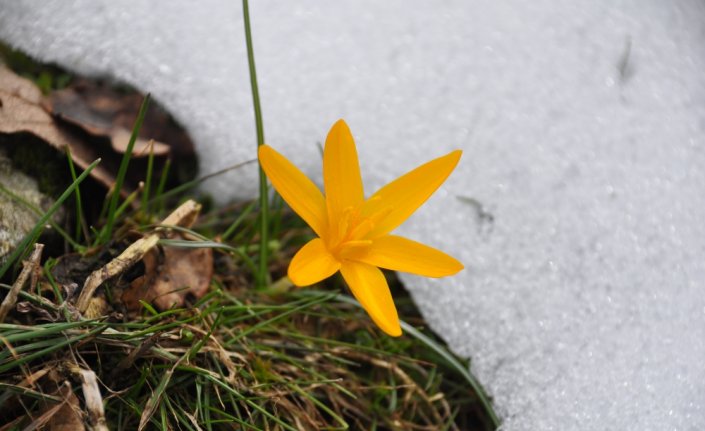 Bolu'da baharın müjdecisi çiğdemler çiçek açtı