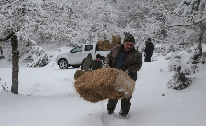 Bolu'da yaban hayvanları için doğaya yem bırakıldı