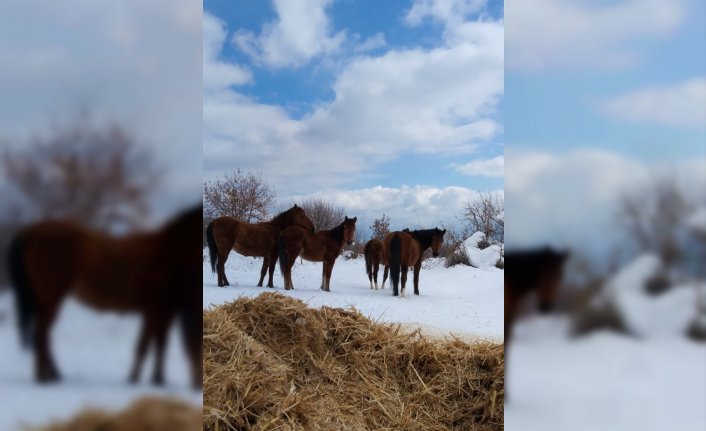 Bolu'da yılkı atları için karla kaplı yaylalara yem bırakıldı