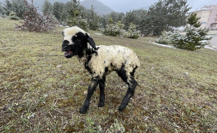 Çobanın azık çantası karda doğan kuzulara 