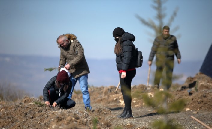 Çorum'da şehit aileleri ve gaziler soğuğa aldırmadan 350 fidanı toprakla buluşturdu