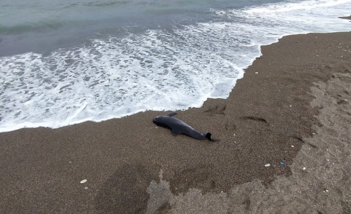 Düzce'de kıyıya ölü yunus vurdu