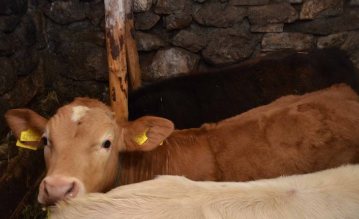 Karabük'te ineklerin et ve süt verimi suni tohumlamayla artırılıyor