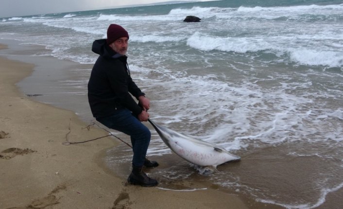 Sinop'taki yunus ölümleriyle ilgili inceleme tamamlandı