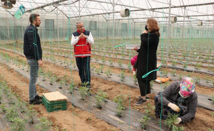Bafra Ovası'nda ihracata yönelik kışlık sebze “iyi tarım“la üretilecek