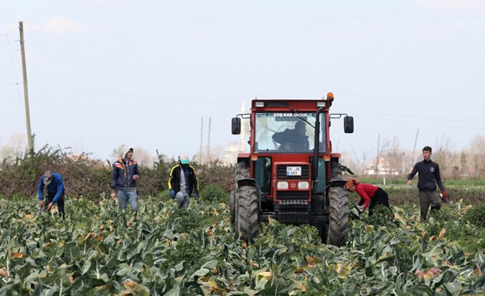 Bafra Ovası'nda karnabahar hasadı sürüyor