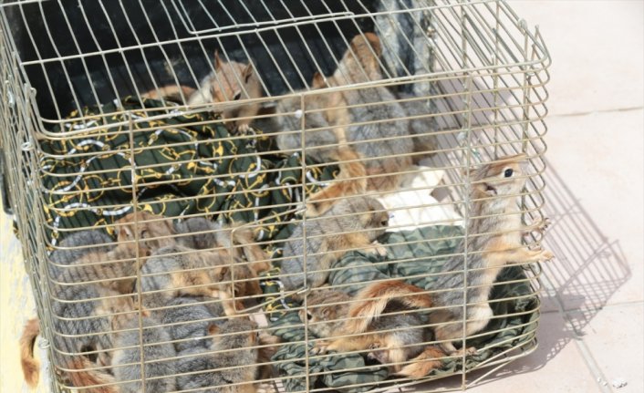 Bolu'da yolcu otobüsünde 63 sincap yavrusu ele geçirildi