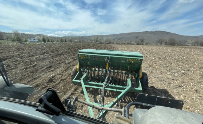 Çorum'da sertifikalı nohut tohumları toprakla buluşuyor