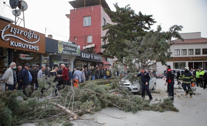 Çorum'da şiddetli rüzgar ağaç devirdi