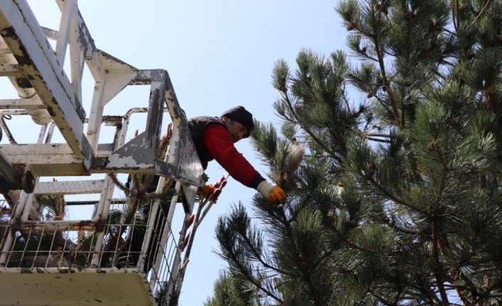 Düzce'de çam kese böceğiyle biyolojik mücadele başladı