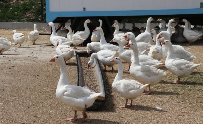 Eflani'de kaz yetiştiriciliğinin yaygınlaştırılması için çiftçilere ücretsiz kurs veriliyor