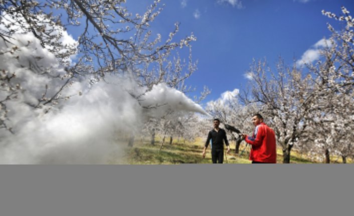 Elazığ'da zirai don kayısı ağaçlarındaki verimi olumsuz etkiledi