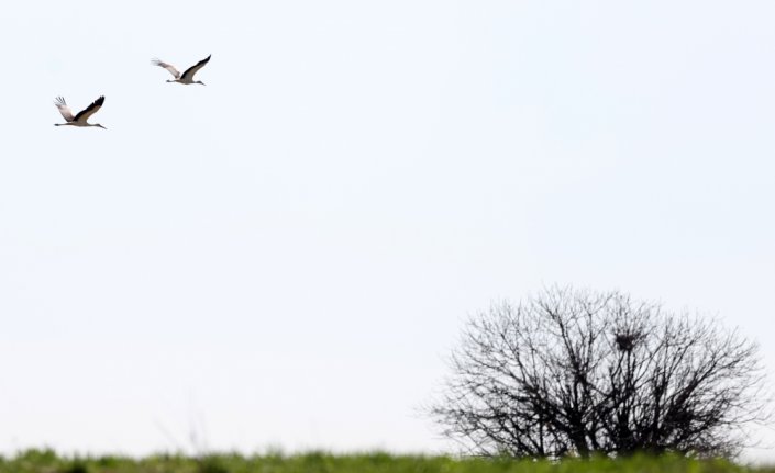 Göç yollarındaki değişimler leyleklerin yaşamını etkiliyor