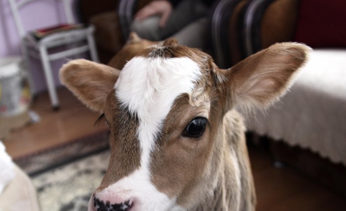 İki buzağı ve sekiz kediyle aynı evi paylaşıyorlar