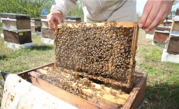Karadeniz'in gezgin arıcıları yayla göçü öncesi son hazırlıklarını yapıyor