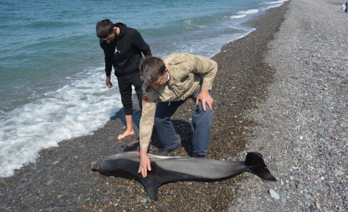 Kastamonu'da kıyıda ölü yunus bulundu