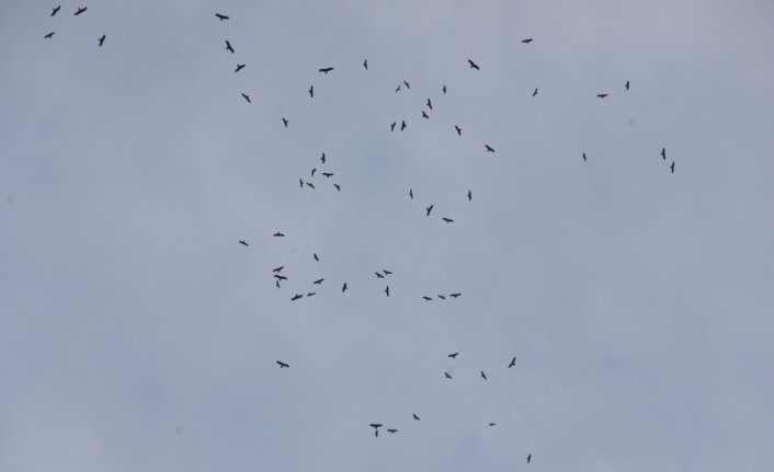 Kuş gözlemcileri Rize'de yırtıcı kuşların uzun göç yolculuğunu izliyor