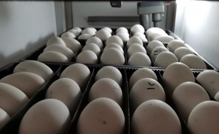 Ordu'da çiftçilere dağıtılan 4 binden kazdan 80 bin yumurta elde edildi