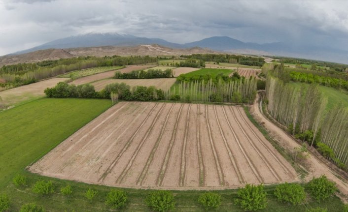 Ağrı Dağı'nın eteğindeki vaha: İrem Bağları