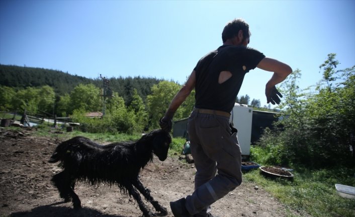 Arazide zifte yapışan keçi 