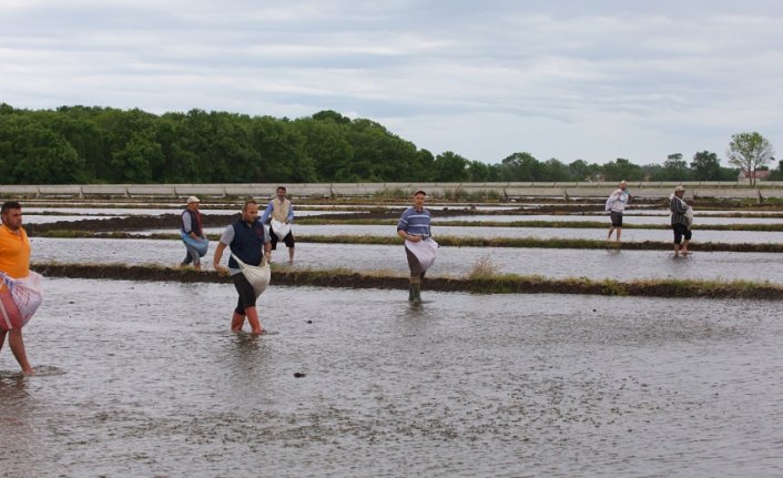 Bafra Ovası'nda bereketli yaz sezonu için hazırlık yapılıyor