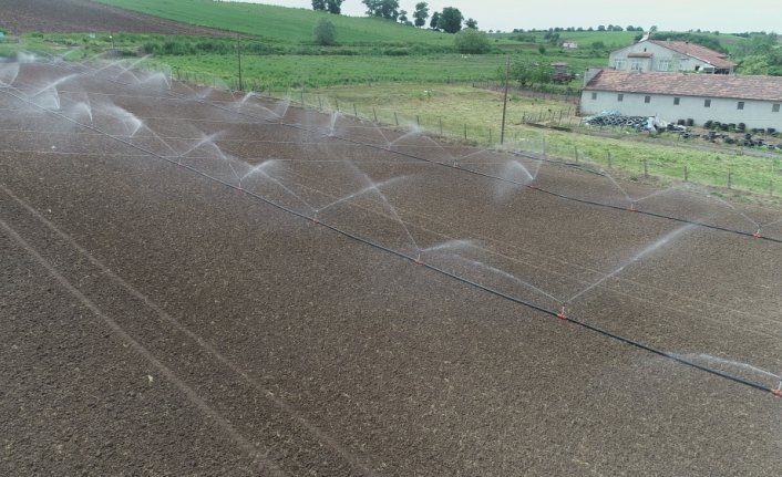 Bafra Ovası'nda çeltik ekimi başladı