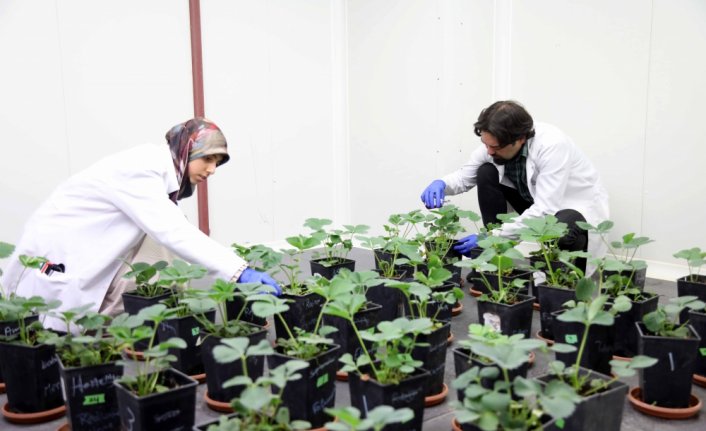 Bakterilerden üretilen gübreyle hem verim artacak hem toprak korunacak