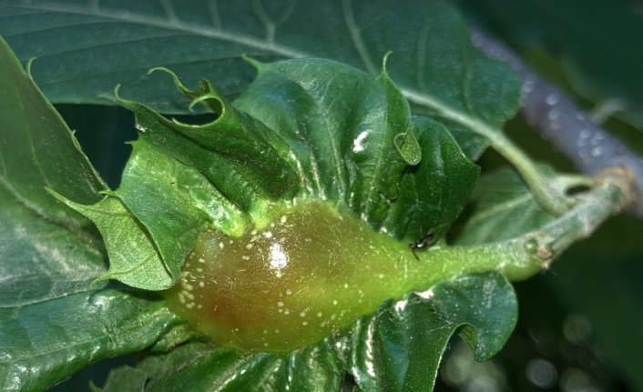 Bartın'da gal arısıyla mücadele eden böcekler doğaya salındı