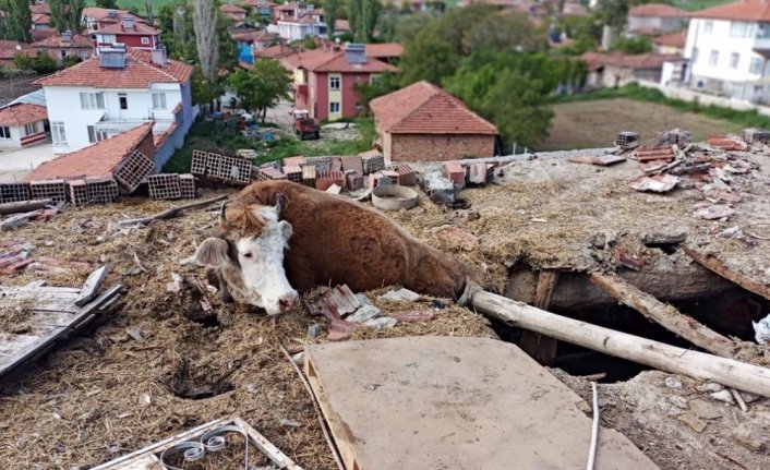Çorum'da ahırın çatısında sıkışan ineği itfaiye kurtardı