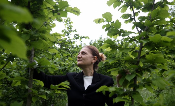 Fındıkta verim kaybını önlemek için mücadele ve bahçe bakımı şart