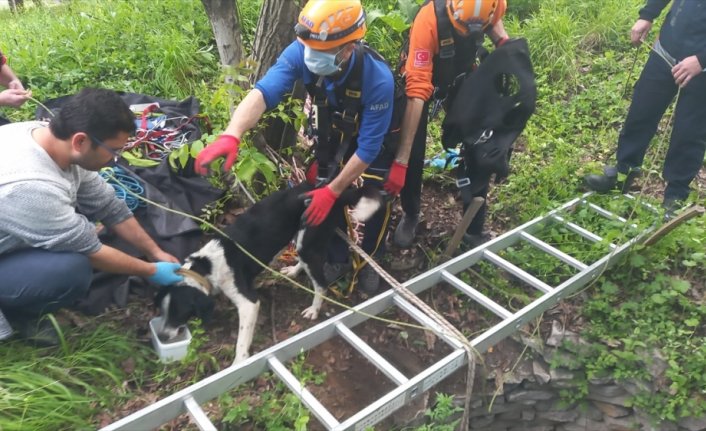 Karabük'te 10 metre derinliğindeki kuyuya düşen iki köpek kurtarıldı