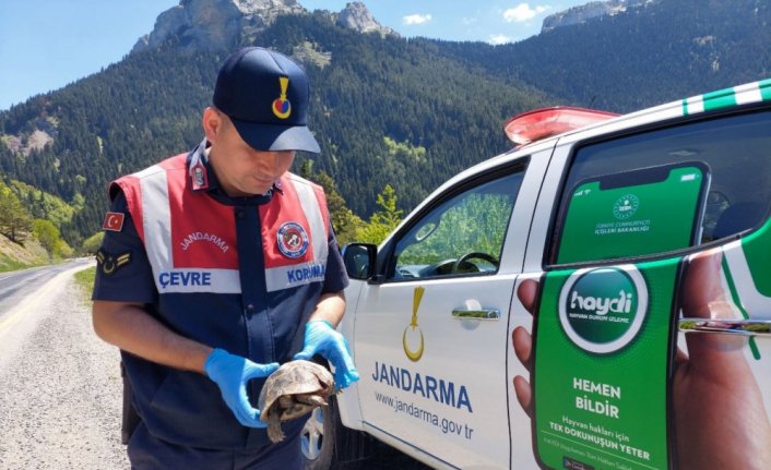 Kastamonu'da jandarma ekiplerince bulunan yaralı kaplumbağa tedavi altına alındı