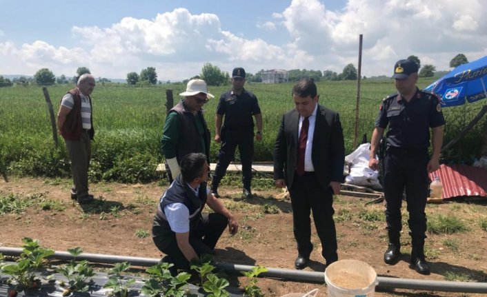 Kavak'ta Çilek Yetiştiriciliği Projesi kapsamında çiftçilere 36 bin fide verildi