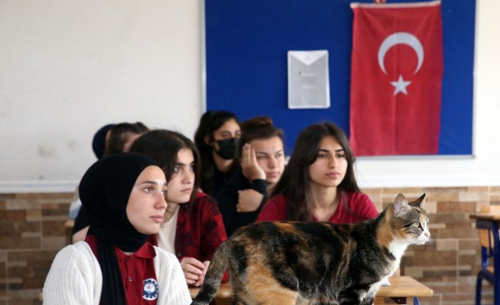 Lise öğrencilerinin yeni okul arkadaşı kedi 