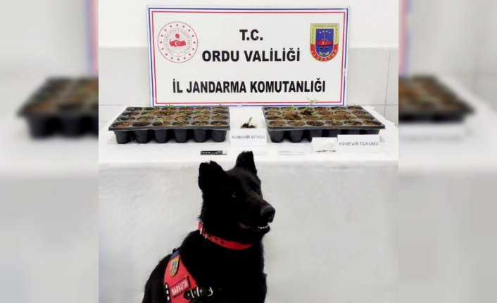 Ordu'da uyuşturucu operasyonunda 2 kişi yakalandı