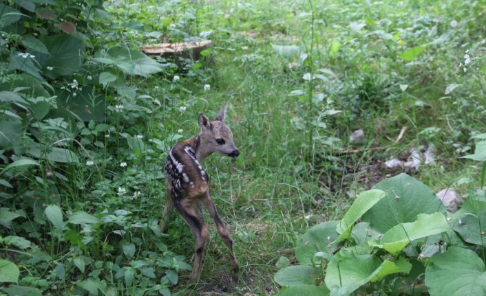 Ordu'da yaralı yavru karaca tedavi edildi