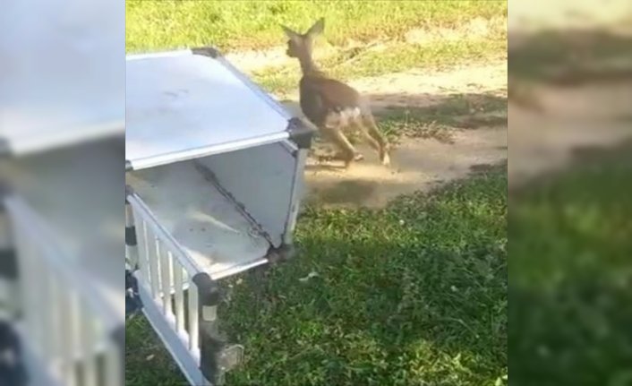 Samsun'da denizden kurtarılan karaca doğaya salındı