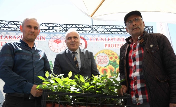 Samsun'da fındığa alternatif aronya bahçeleri kuruluyor