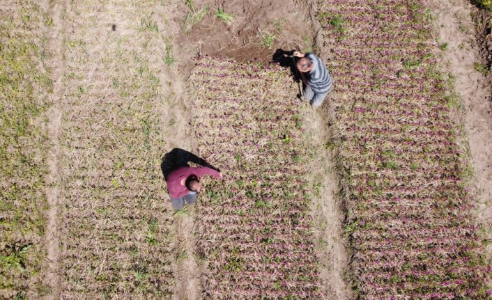 Samsun'da özel izinle üretilen salep orkidesinin hasadına başlandı