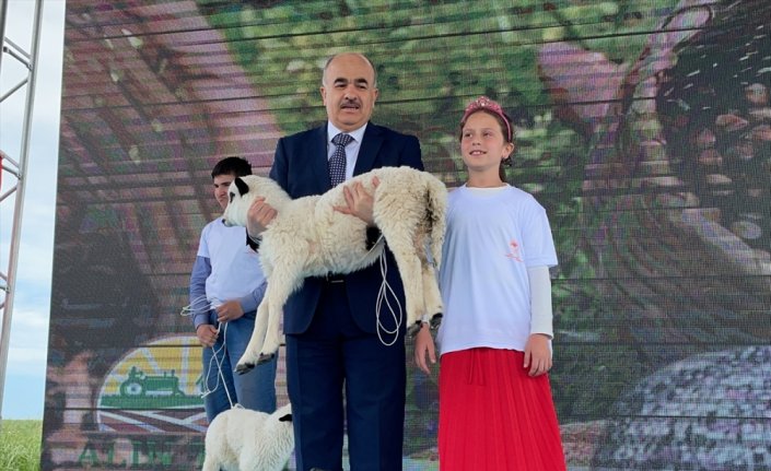 Samsun'da yarışmada dereceye giren çocuklara kuzu ve civciv verildi