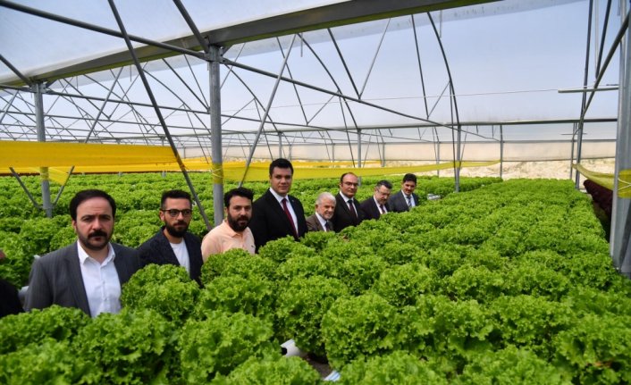 Trabzon'da kurulan serada yılda 100 bin marul üretiliyor