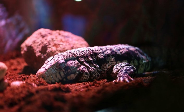 Trabzon'da tarihi vadilerin arasındaki 