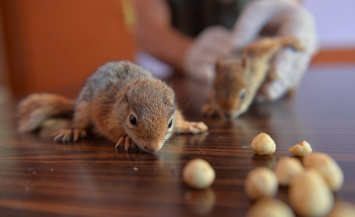 Tunceli'de anneleri ölen yavru sincaplara biberonlu bakım