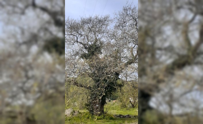 Zonguldak'ta 300 yaşındaki çınar, 