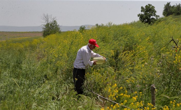 Adil amcanın çabasıyla meyve çekirdekleri onlarca ağaca dönüştü